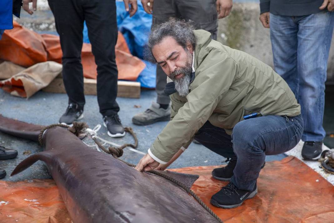 O ilimizde son 20 günde 2 köpekbalığı yakalandı! Deniz kıyısına gidenler dikkat etmeli 30